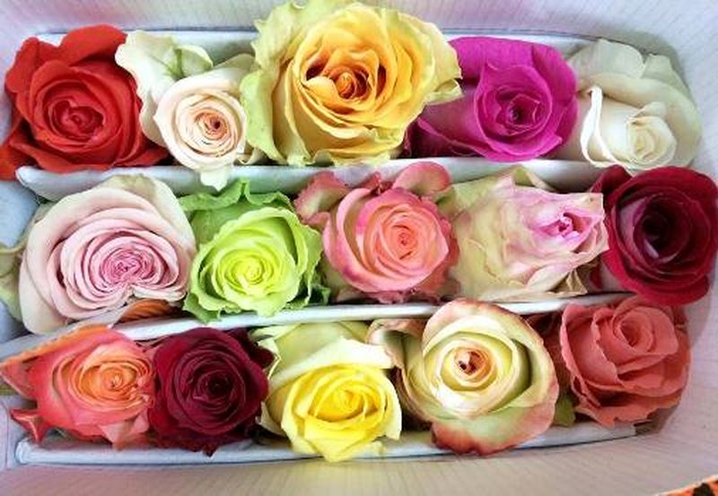 Hoa hồng ecuador nhiều màu sắc tượng trưng cho tình yêu êm dịu